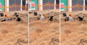 Cagnolino si improvvisa operaio e aiuta altri lavoratori all’interno di un cantiere (VIDEO)