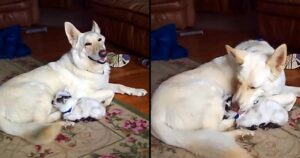 Cagnolino adotta una capretta nana: da quel momento sono inseparabili (VIDEO)