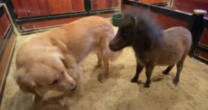 Piccolo cavallino fa amicizia con dei Golden Retriever gentili (VIDEO)