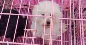 Decine di cani barboncini vengono sottoposti a torture e venduti al mercato della carne in Cina: tutto ha inizio con TikTok