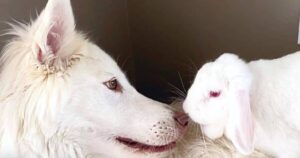 Un coniglio viene salvato dalla solitudine: così è iniziata la sua amicizia speciale con un cane (VIDEO)