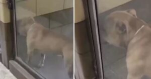 Cagnolino aveva solo bisogno di essere notato, piangeva disperato dopo aver aspettato tanto (VIDEO)