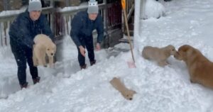 Cucciolo di Golden Retriever gettato nella neve scioglie i cuori di tutti gli utenti del web (VIDEO)