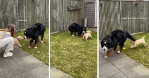 Cucciolo di Golden Retriever incontra un grandissimo Bovaro. Il grosso peloso, sembrava molto spaventato dal piccolino (VIDEO)