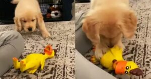 Cucciolo di Golden Retriever reagisce al suo nuovo giocattolo e diventa virale (VIDEO)
