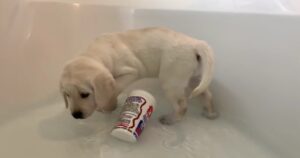 Cucciolo di Labrador Retriever fa il bagno per la prima volta prima di incontrare la sua nuova famiglia (VIDEO)