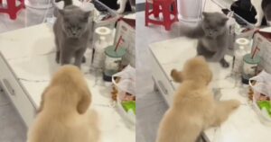Cucciolo di Labrador Retriever cerca di interagire con un gatto e la sua reazione è esilarante (VIDEO)