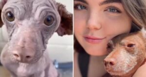 Il cucciolo malnutrito e con la rogna aveva paura degli umani, poi la trasformazione (VIDEO)