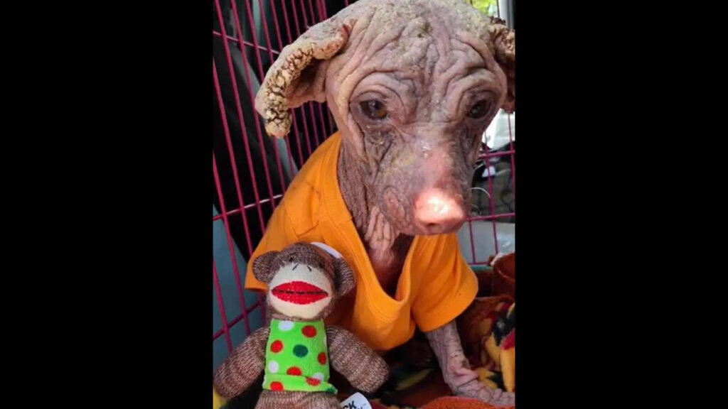 dobby cucciolo