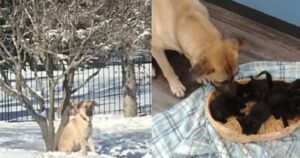 Cagnolino abbandonato si sacrifica per scaldare cinque gattini in preda al freddo: ecco come li ha salvati da un tragico destino (VIDEO)