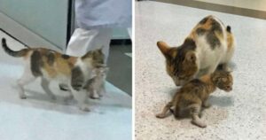 Mamma gatta porta il suo cucciolo in ospedale tenendolo con la bocca, gli infermieri la soccorrono