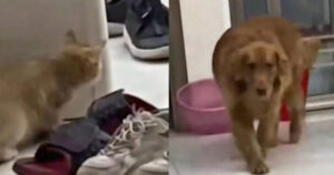 Il gattino dispettoso cerca di fare uno scherzo al Golden Retriever, ma viene “umiliato” (VIDEO)