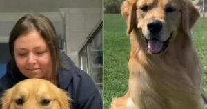 Questo Golden retriever è protagonista della gravidanza “social” della sua mamma umana (VIDEO)