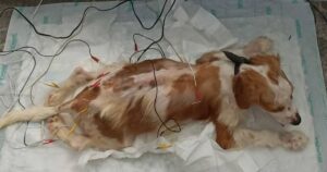 Cagnolino pelle ed ossa viene abbandonato dal suo padrone (VIDEO)