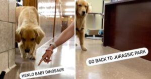 Golden retriever fa un incontro con un “nemico” sconosciuto, tra i due non sembra scattare l’intesa (VIDEO)