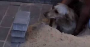 Cagnolina incinta viene sepolta viva durante dei lavori di costruzione: la storia del suo incredibile salvataggio (VIDEO)