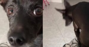 Cagnolino intuisce che la proprietaria vuole portarlo dal veterinario: la reazione è divertente (VIDEO)