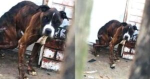 I suoi ululati portano direttamente a lui: il cagnolino randagio chiedeva aiuto