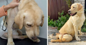 Labrador abbandonato dai proprietari, lo hanno legato alla clinica veterinaria e se ne sono andati