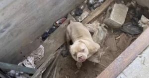 Cagnolino dagli occhi tristi bloccato in una fossa non riesce a smettere di sorridere quando si rende conto di essere stato salvato