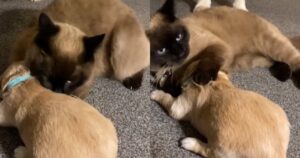 Mamma Golden Retriever presenta il cucciolo appena nato al gattino di famiglia (VIDEO)