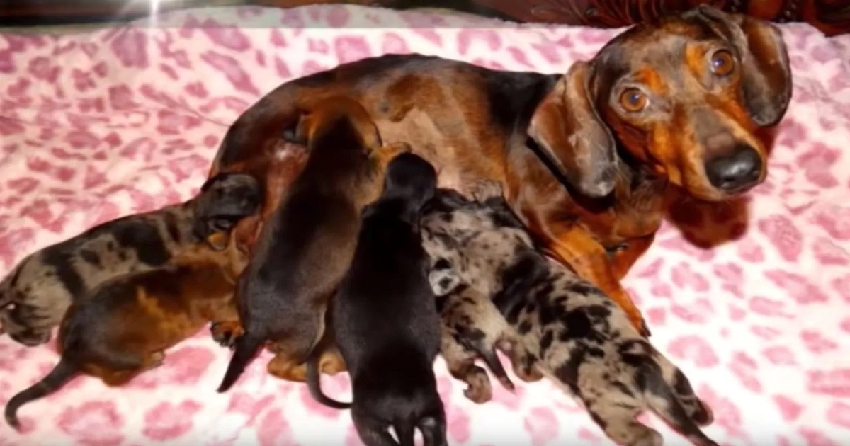 mamma con i cuccioli