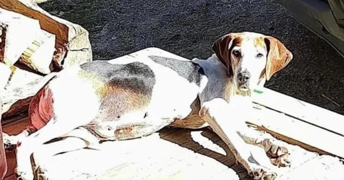 Era l'ospite più anziano del rifugio, cagnolino viene adottato dopo 7 ...