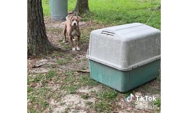 cagnolina molly