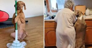 Cagnolino aiuta la sua padrona di 95 anni nelle attività di casa: la sua presenza è un aiuto indispensabile per la nonnina