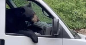 Un orso si rilassa nel camion della ditta di installatori, sembra candidarsi per un posto in squadra (VIDEO)