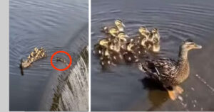 La reazione della mamma anatroccolo quando il suo piccolo cade nella cascata è dolcissima (VIDEO)