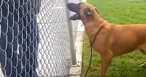 Cagnolino abbandonato crede che siano andati a recuperarlo nel canile, ma gli ex proprietari scelgono un altro cucciolo (VIDEO)