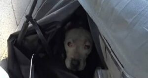 Era fuggito a causa dei fuochi d’artificio: questo cane di razza Pitbull rischiava di non tornare più a casa
