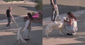 La reazione del Golden Retriever alla gravidanza della sua proprietaria ha fatto commuovere il web (VIDEO)