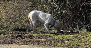 La gioia di questo cagnolino di razza è incontenibile: ha appena scoperto di essere stato adottato (VIDEO)