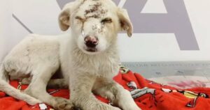 Cagnolino piange a causa dell’essere umano: le lacrime del povero cucciolo dopo aver vissuto il peggio (VIDEO)