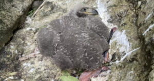 Soccorritrice si accorge che dal nido d’aquila manca un pulcino e teme il peggio