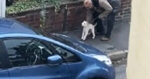 Una donna ha immortalato un cane e il suo proprietario dalla finestra: ecco perché lo ha fatto (VIDEO)