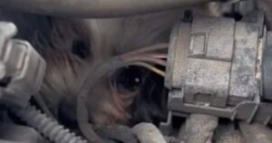 Cucciolo intrappolato nel motore di un’automobile sopravvive miracolosamente a un viaggio di 30 miglia (VIDEO)