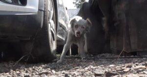 Cagnolino vive da mesi nella solitudine e nel degrado di un’area industriale: una squadra si mobilita per salvarlo (VIDEO)