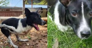 Cagnolino nasce con malformazione alle zampe e non può camminare: il suo atteggiamento nei confronti della vita stupisce tutti (VIDEO)