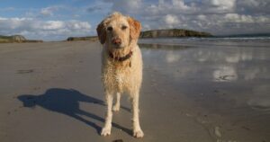 Trascorre la giornata al mare con la cagnolina ma quando tornano a casa inizia a stare male: quello che trovano nello stomaco lascia tutti senza parole