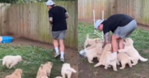 Un momento dolcissimo: un uomo viene inseguito da 15 cuccioli di Golden Retriever (VIDEO)