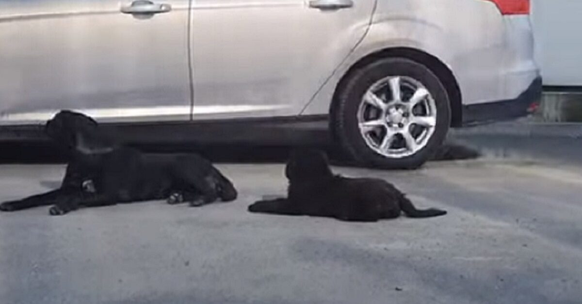 Cagnolino e il suo cucciolo hanno vissuto per settimane in un ...