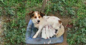 Cagnolina incinta è stata abbandonata legata a un albero e ha dato alla luce 4 cuccioli sotto la pioggia (VIDEO)