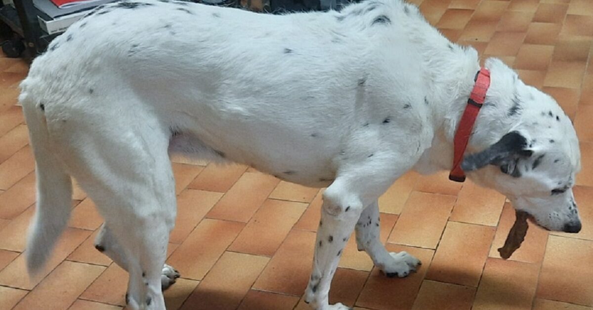 Dopo aver vissuto 7 anni in famiglia il cane di 13 anni viene ...
