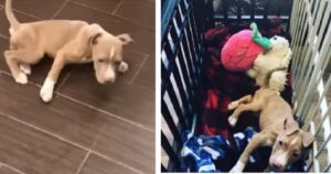 Cagnolino malnutrito piangeva perché non riusciva a camminare correttamente (VIDEO)