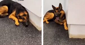 Cagnolino rimaneva in un angolo tremante di paura: quello che riesce a fare il veterinario per rassicurarlo è magico (VIDEO)