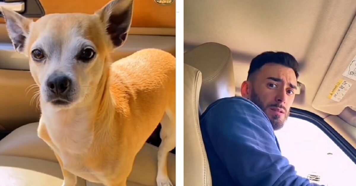 Il padrone inganna il cagnolino illudendolo di fare una passeggiata ma ...