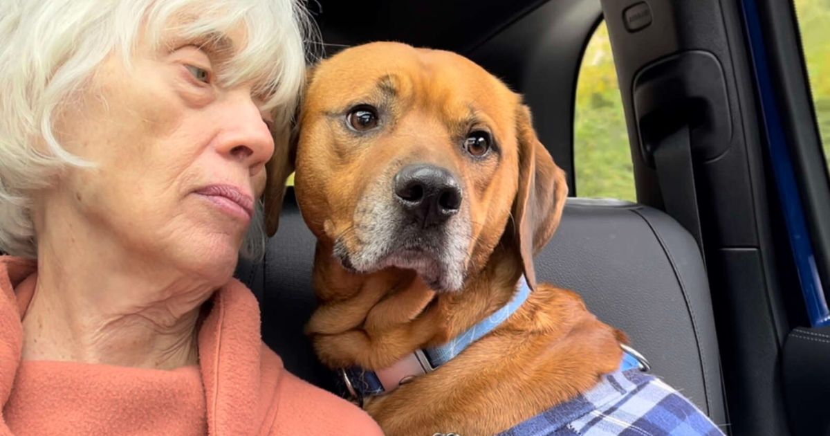 Nonna e cane in auto
